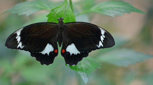 Close-up of butterfly on plant