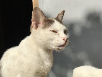 Close-up of a cat looking away