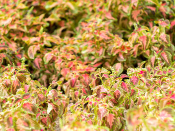 Close-up of pink flowers in garden