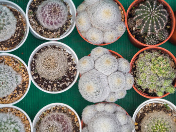 Full frame shot of cactus in market