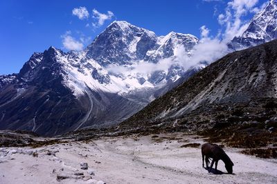 Horse on snow covered mountain against sky