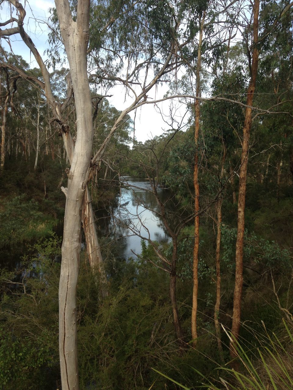 tree, tranquility, water, nature, growth, forest, tree trunk, branch, tranquil scene, reflection, beauty in nature, day, scenics, outdoors, no people, wood - material, green color, river, plant, lake