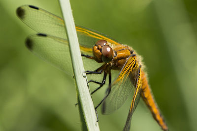 Close-up of insect on leaf