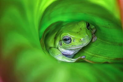 Close-up of green frog