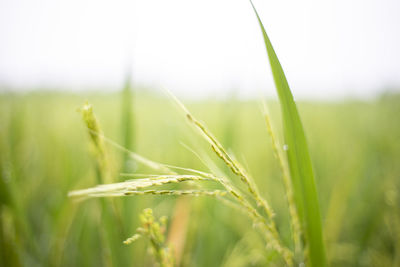 Close-up of crops on field