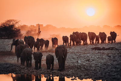 Elephants walking on land during sunrise