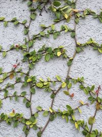 Plants growing on a wall