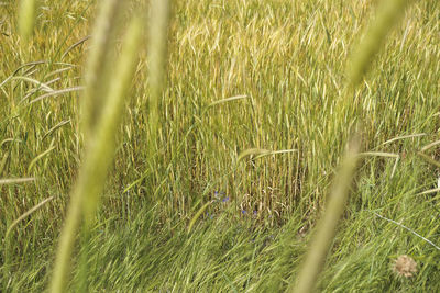 Full frame shot of crops on field