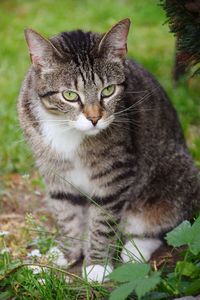 Portrait of tabby cat on field