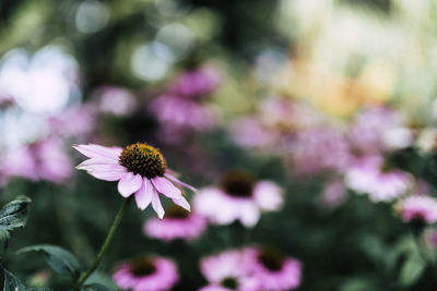 Close-up of purple cosmos flowers blooming outdoors