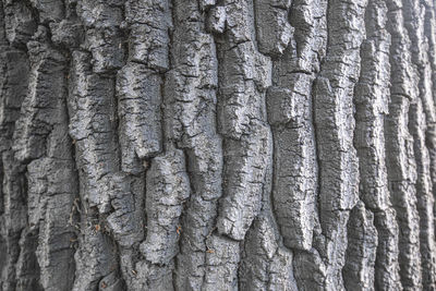 Full frame shot of tree trunk