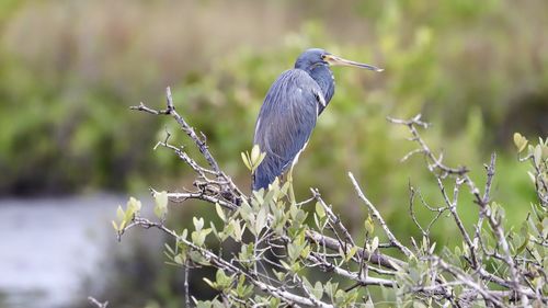 Close-up of a bird perching on plant