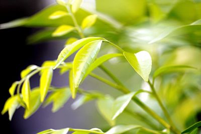 Close-up of fresh green plant