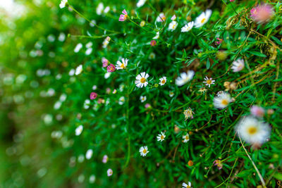 High angle view of flowering plants on field