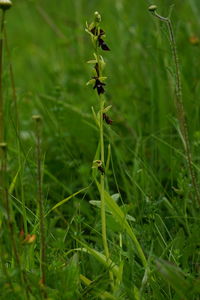 Full frame shot of lizard on land