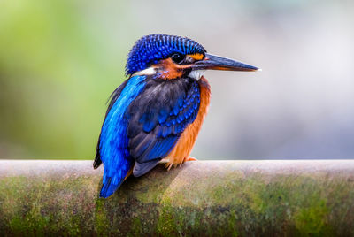 Close-up of blue bird perching on a plant