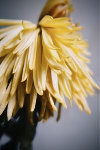 Close-up of yellow flowering plant