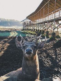 Close-up portrait of deer on field