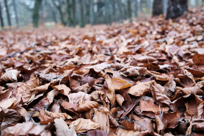 Close-up of dried leaves on field