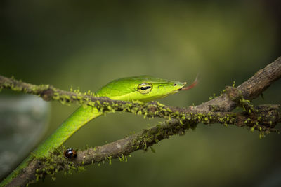 Close-up of green lizard on branch