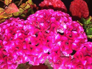 Close-up of purple flowers blooming outdoors