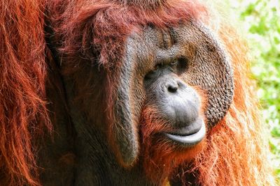 Close-up of orang utan in zoo