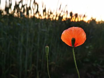 Close-up of orange poppy on field during sunset