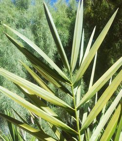 Plants growing on tree