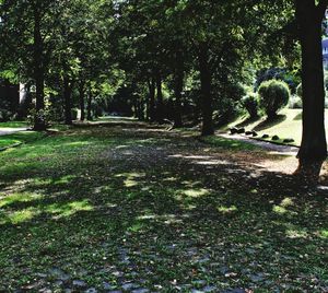 Trees in park