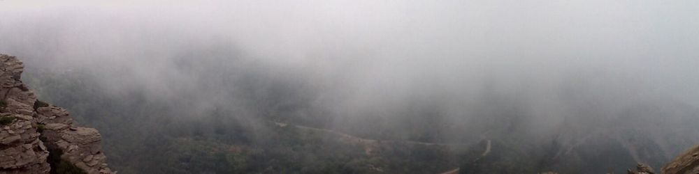 Scenic view of foggy forest