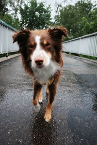 Portrait of dog on road