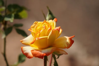 Close-up of orange yellow rose flower