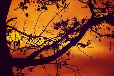 Low angle view of bare trees against sky at sunset