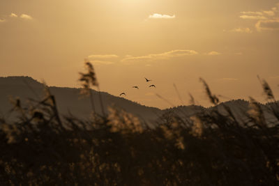 View of bird flying in sky