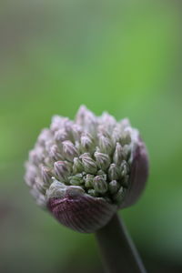 Close-up of flowering plant