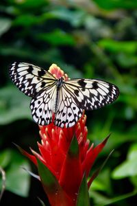 Close-up of butterfly on flower