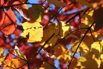 Low angle view of maple leaves on tree