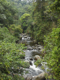 Stream flowing through rocks in forest