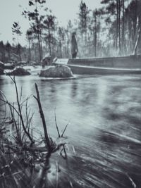 Scenic view of lake in forest