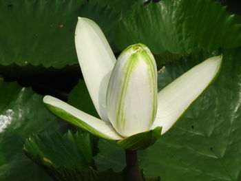 Close-up of white flowering plant