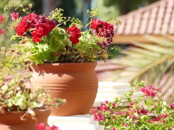 Close-up of potted plant on table
