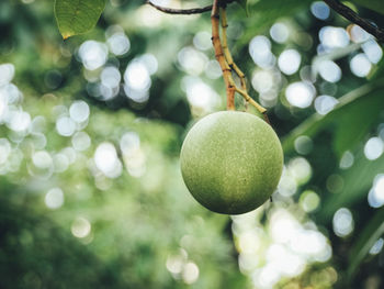 Close-up of fruits hanging on tree