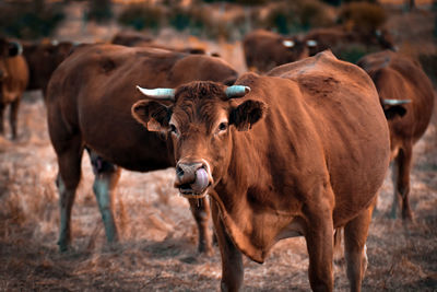 Cows standing in a field