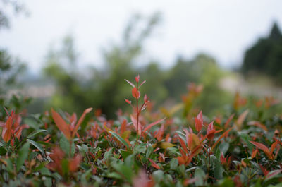 Close-up of plants