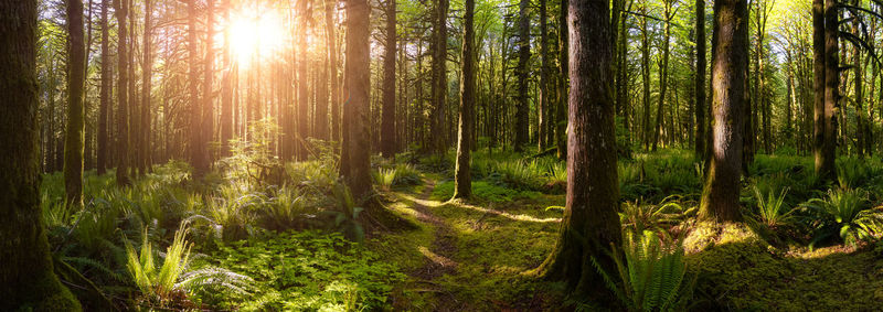 Sunlight streaming through trees in forest