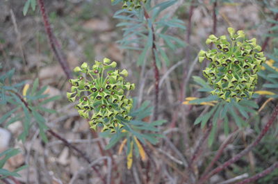 Close-up of plant growing outdoors