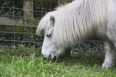 Close-up of sheep on field