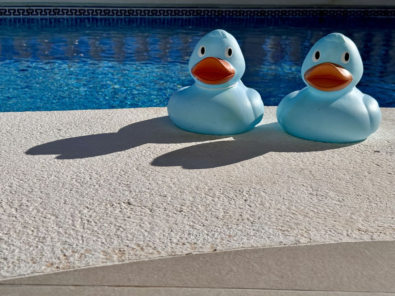 duck, bird, water bird, water, sunlight, blue, nature, ducks, geese and swans, no people, shadow, swimming pool, day, representation, high angle view, animal, outdoors, beach, animal representation