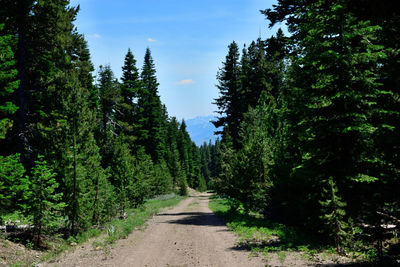 Road amidst trees in forest against sky