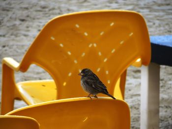 Close-up of bird perching on chair